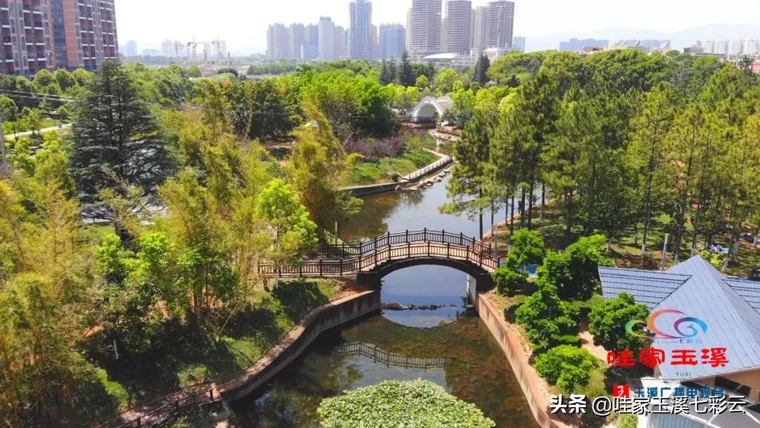 睡莲花开冬天,夏天睡莲开花了