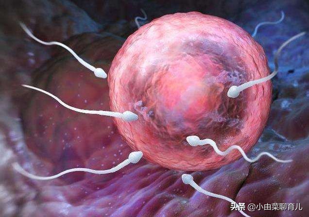 受孕成功的全过程,受孕全过程的科普解读
