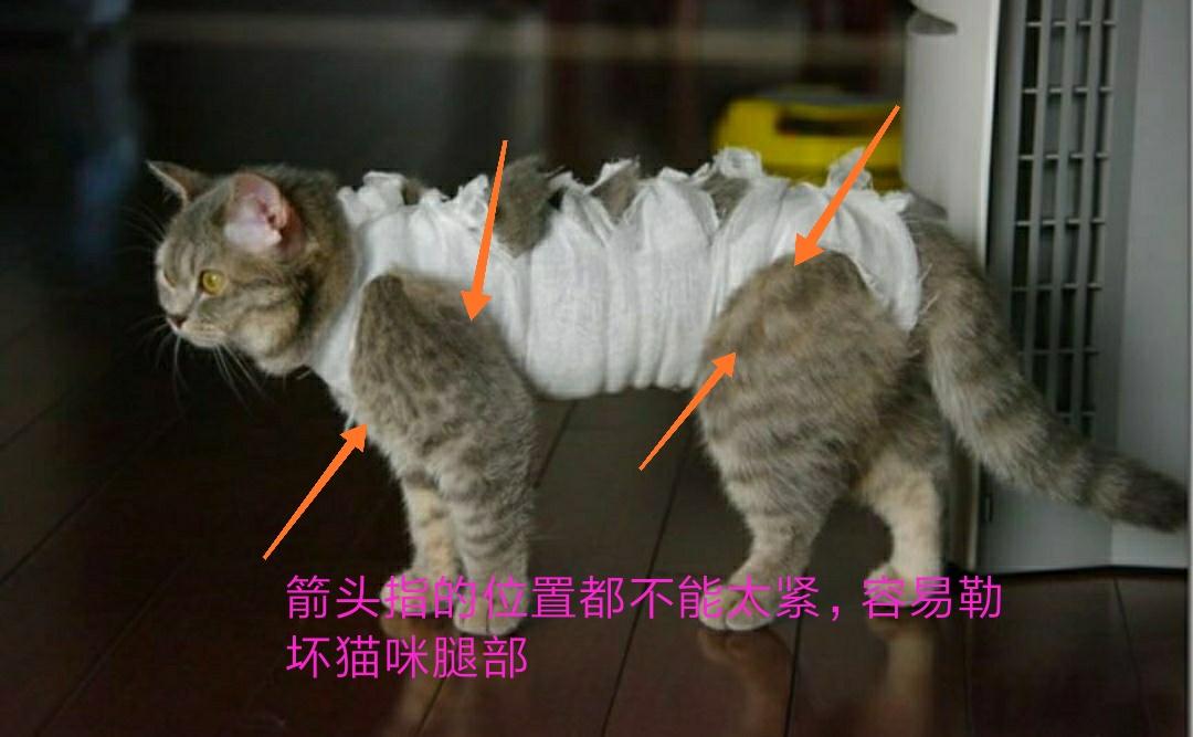 母猫手术绝育服,猫咪绝育穿手术服利于恢复吗