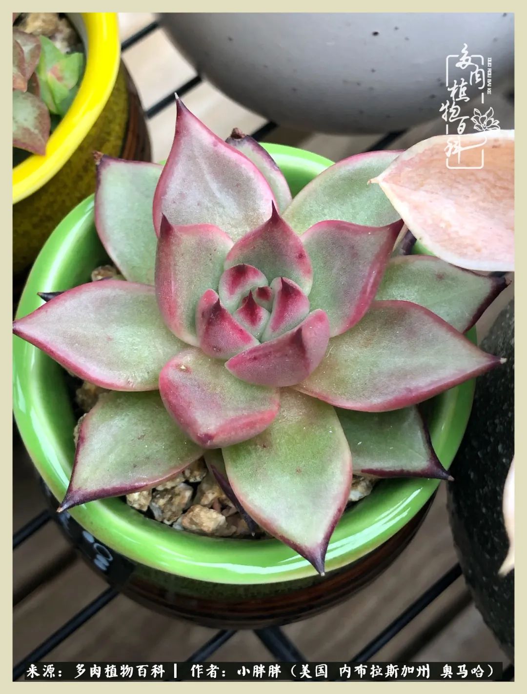 多肉小白入坑攻略,多肉小白2个月成功入坑