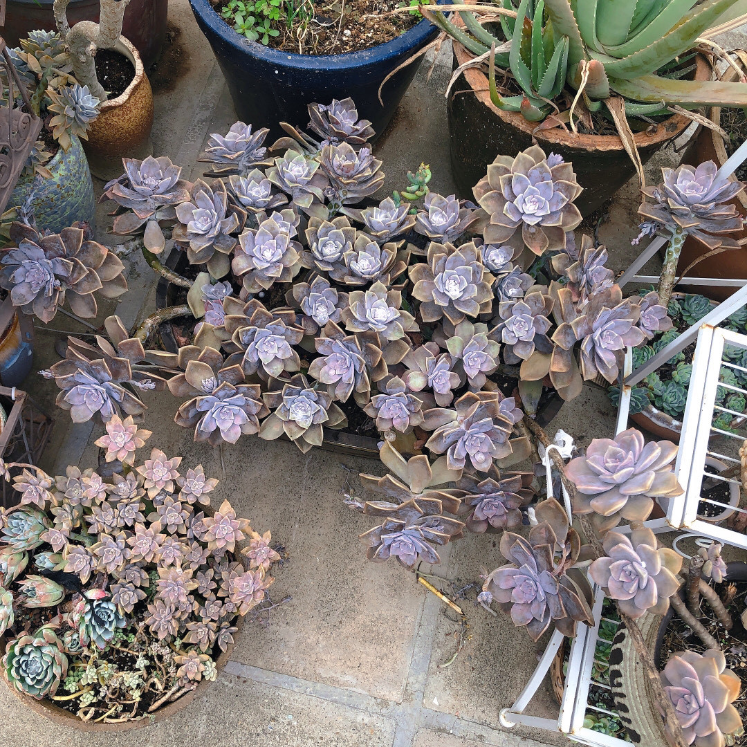 什么多肉耐冻又好吃,不惧零下五六度的多肉