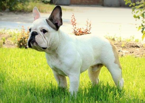 黑白花法斗怎么辨别纯不纯,虎斑法斗怎样区分纯与不纯