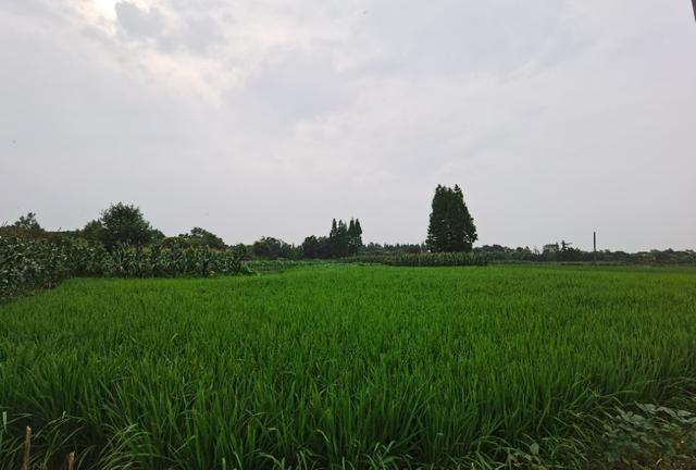 带妈妈去青城山避暑,陪父母游四川青城山
