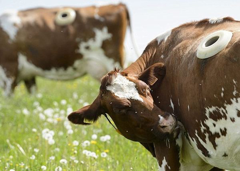 美国奶牛肚子留洞起什么作用,奶牛肚子为什么掏一个洞