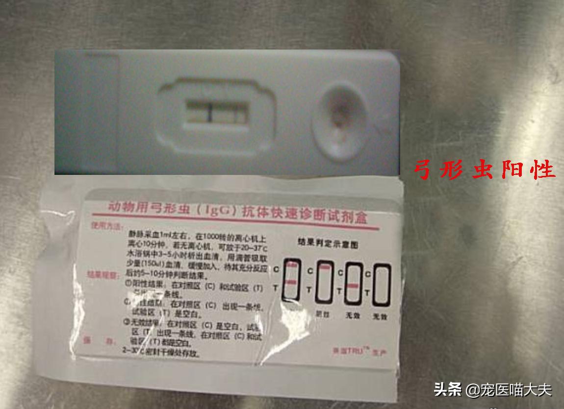 宠物弓形虫检查怎么查的,宠物医院如何检查猫弓形虫