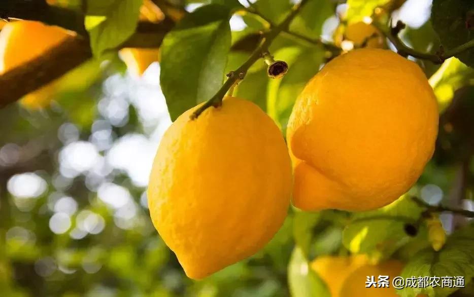 柠檬树常见病虫及治疗,柠檬树叶子的病虫害防治