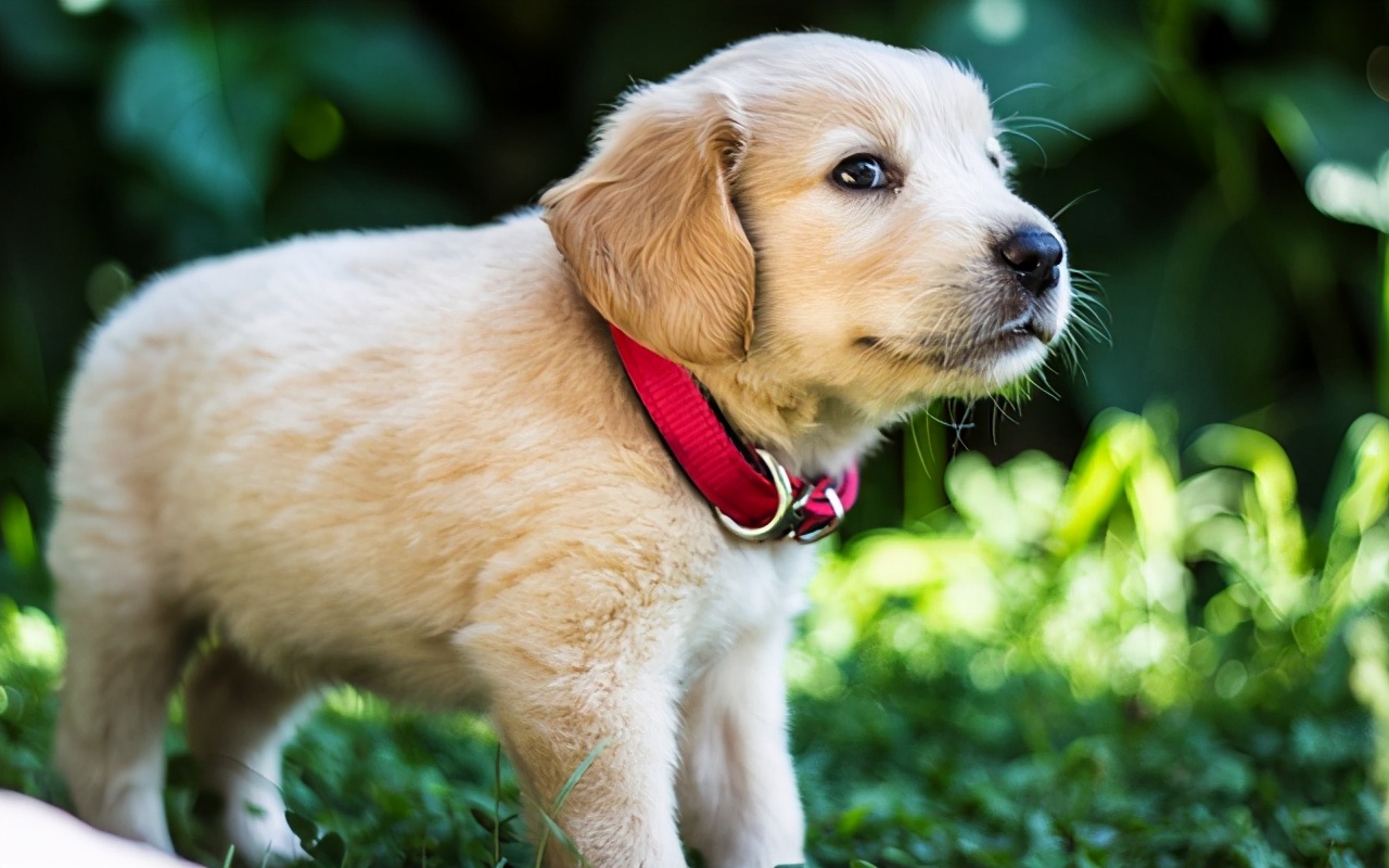 小狗怎么训练视频教程全集,小狗怎么训练的视频