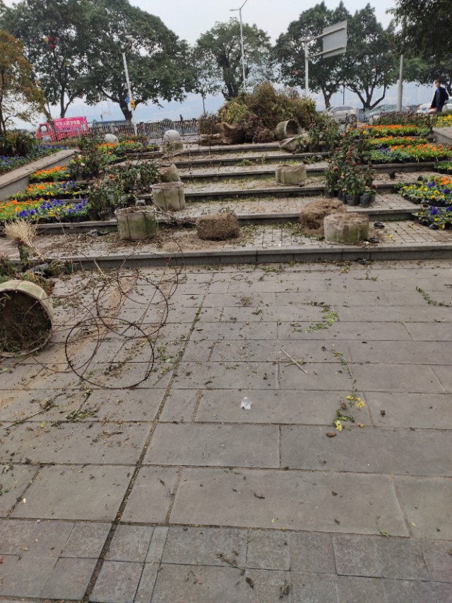 菊花怎么剪才能再次开花,菊花谢了原唱完整版