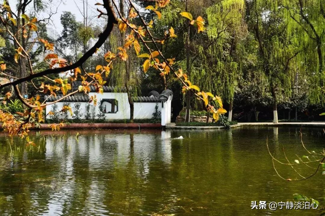 桂花是秋天的灵魂,桂花香是秋天的微醺感