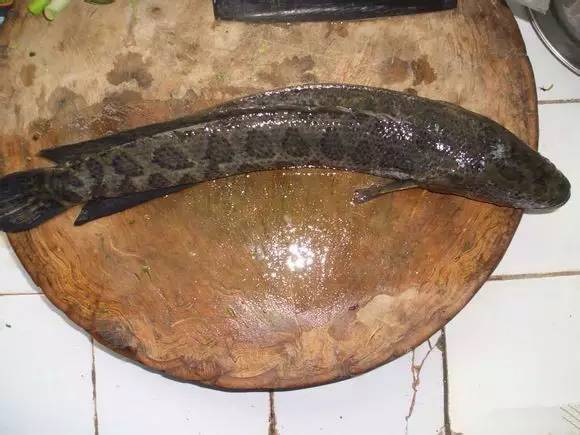 海鲜大全,最全海鲜冷知识