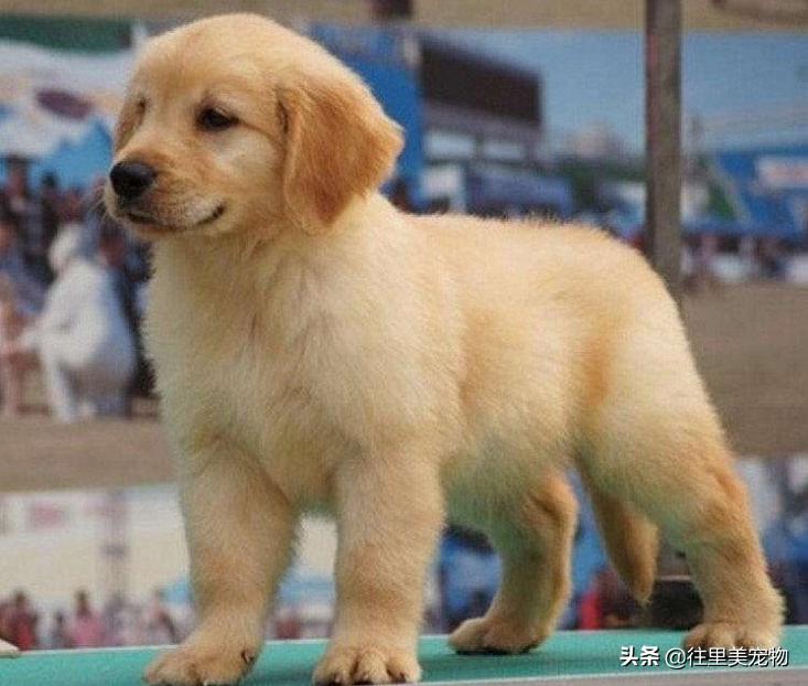 犬舍怎么挑选金毛狗狗呢,金毛宠物怎么样养活