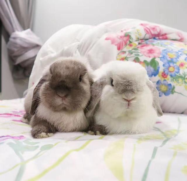 不同宠物花销大盘点原来养它才是真土豪