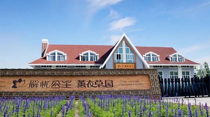 伊犁最美薰衣草在哪里啊,伊犁薰衣草花海全面绽放