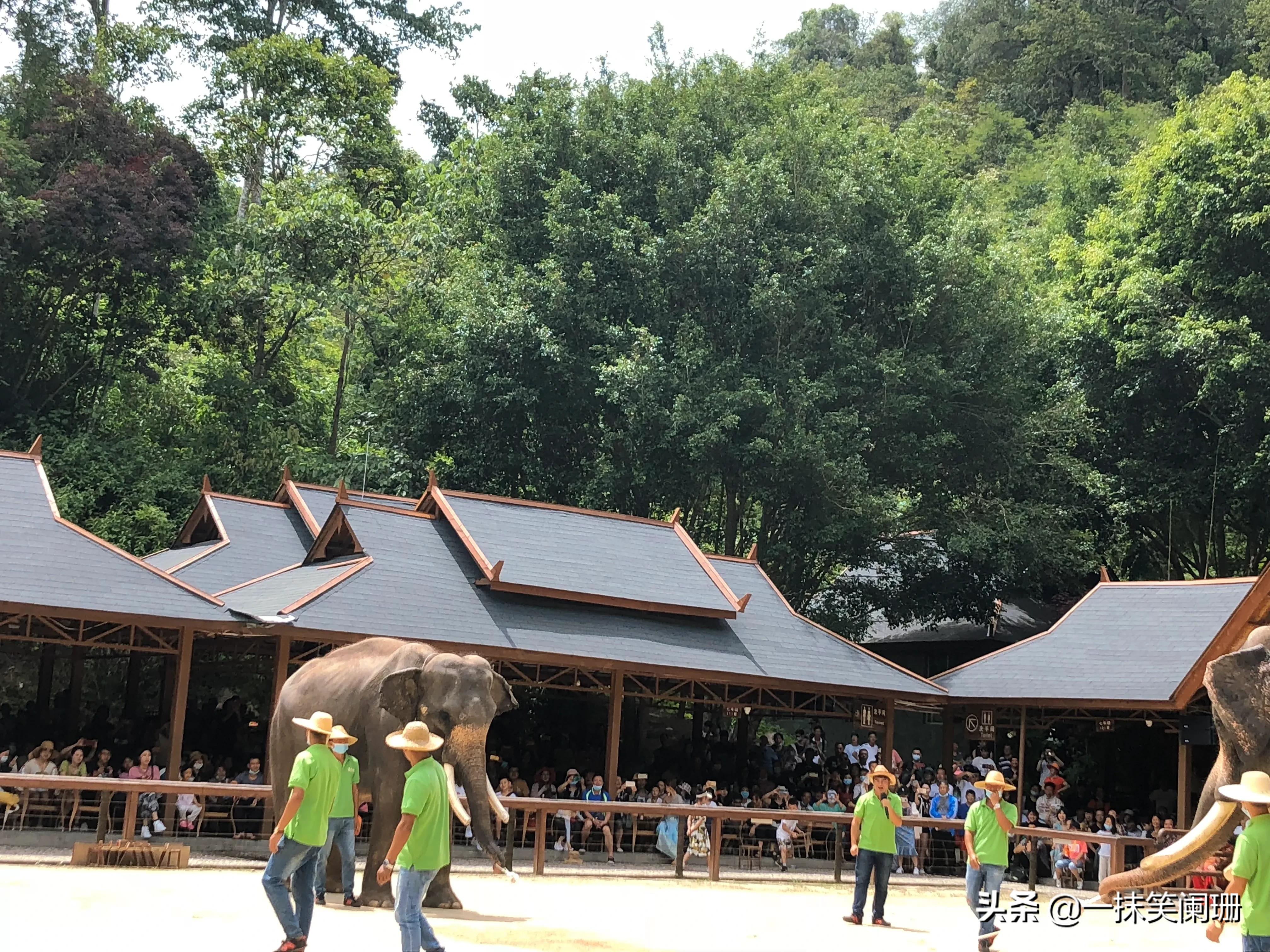 西双版纳野象谷大象表演,西双版纳野象谷大象表演现场视频