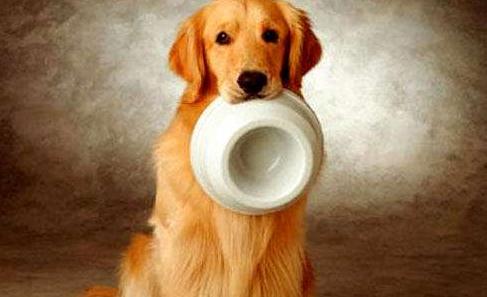 不被禁养的又聪明又护主的狗,哪种狗好养通人性保护主人