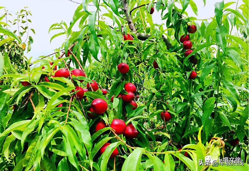 桃子采摘园十堰,十堰摘桃好去处