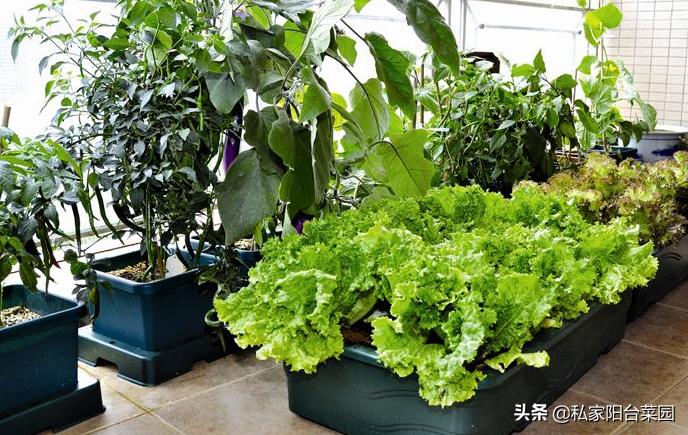 阳台种菜小飞虫用什么药,阳台种菜有小飞蛾蚊虫怎么处理