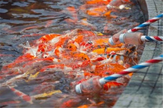 花水湾五星级度假酒店,花水湾森林海温泉度假酒店