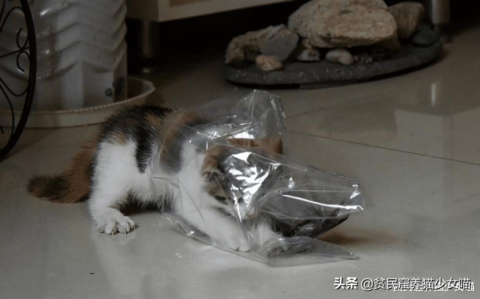 猫咪为什么超爱吃甜食呢,猫咪为什么爱吃肉