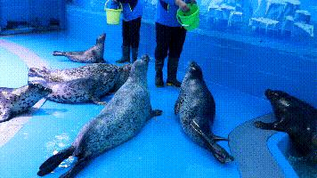 闈掑矝鏃呮父缃戠孩缇庨鎵撳崱鎺ㄨ崘,娴锋磱鍔ㄧ墿娴峰簳涓栫晫鎵撳崱