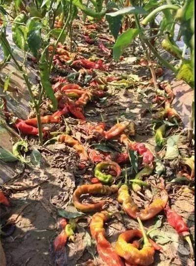 辣椒病害怎么治,吡唑醚菌酯能防治辣椒的哪些病害