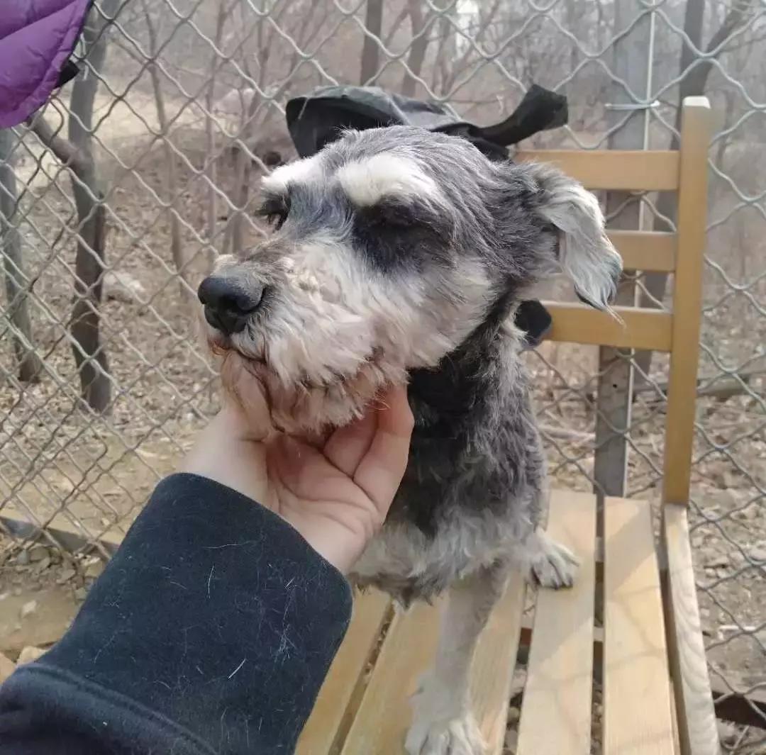 给它们一个家|线上宠物领养日,201903101