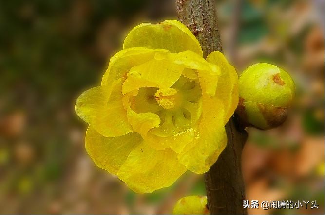 素心腊梅坚毅忠贞,高风亮节浩然正气