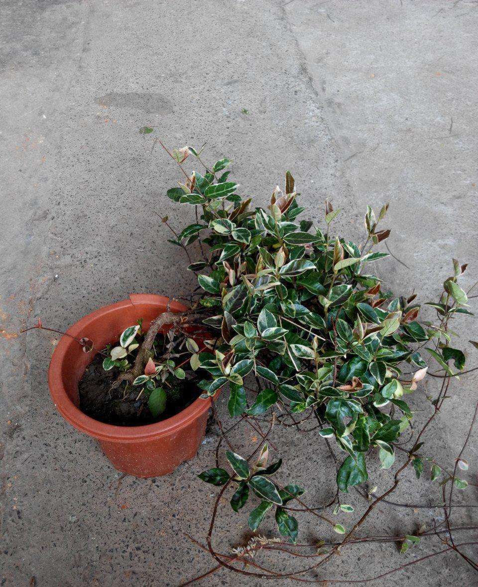 盆植的花叶络石要如何浇水，枝叶生长郁郁葱葱的秘密