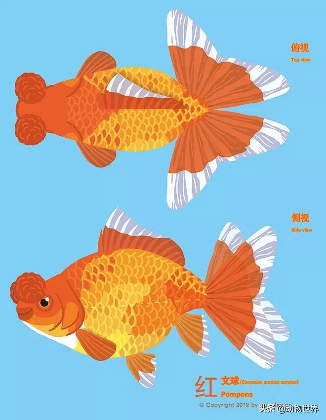 金鱼大图鉴详解,金鱼大图鉴2