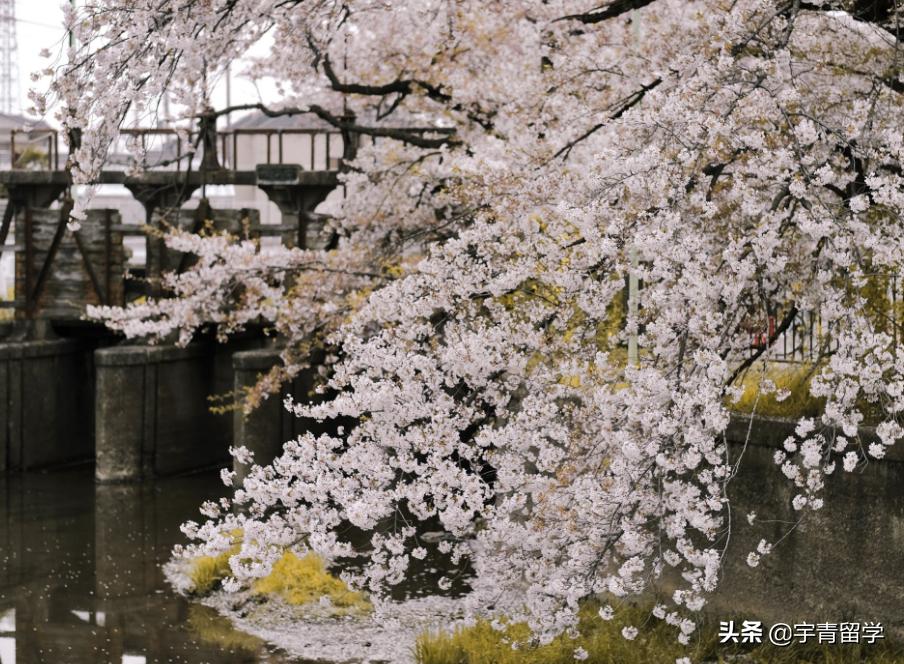 日本留学行李,去日本旅游需要准备什么行李