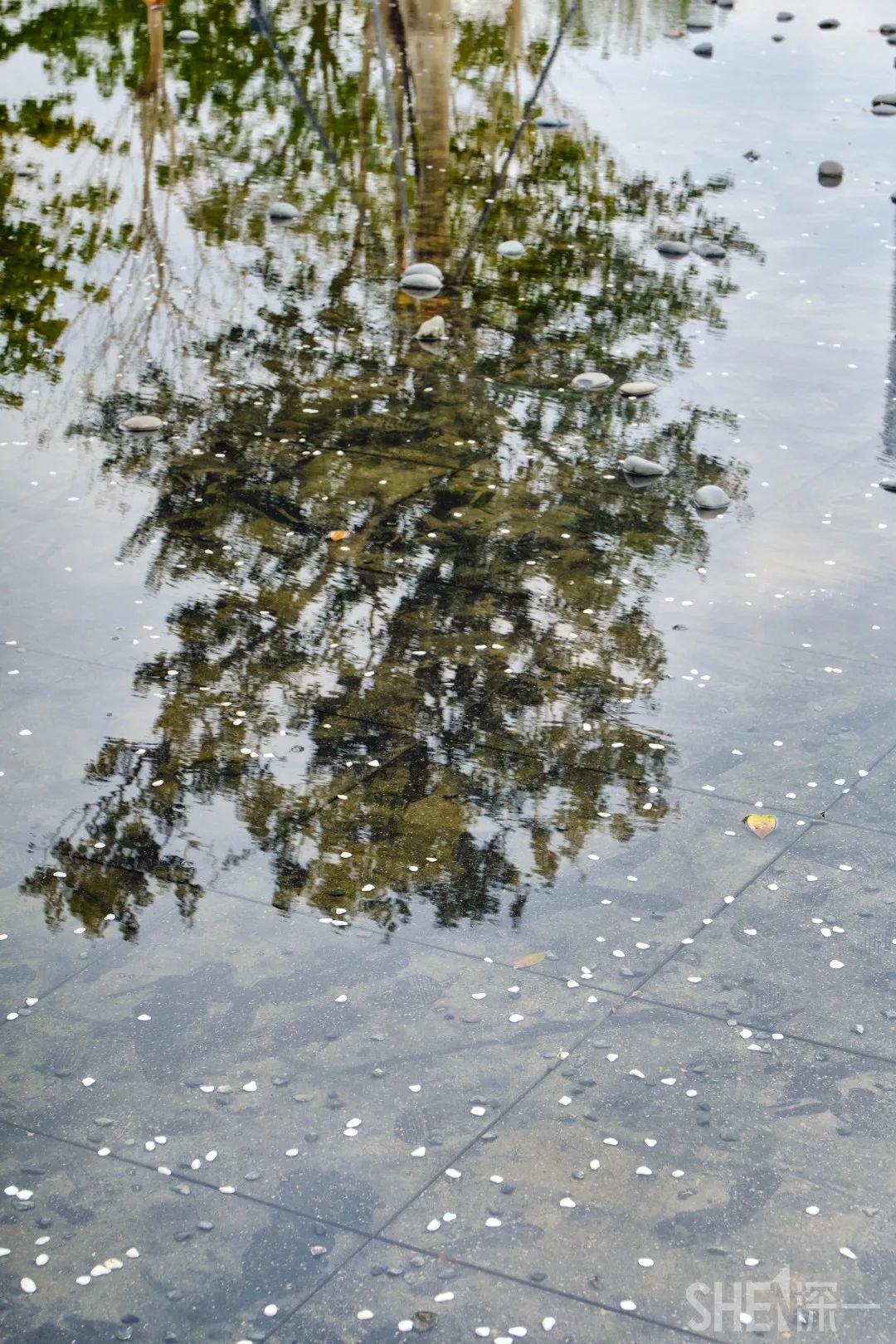 深圳龙华公园推荐,深圳龙华免费公园