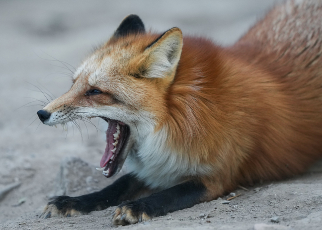 索尼alpha1相机评测,索尼alpha微单评测