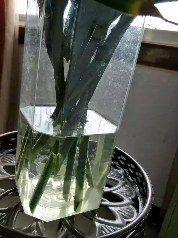 富贵竹黄叶不长根怎么回事,富贵竹黄叶不长根怎么办