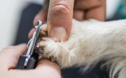 剪破狗狗指甲怎么处理,狗狗修剪指甲狗狗的反应