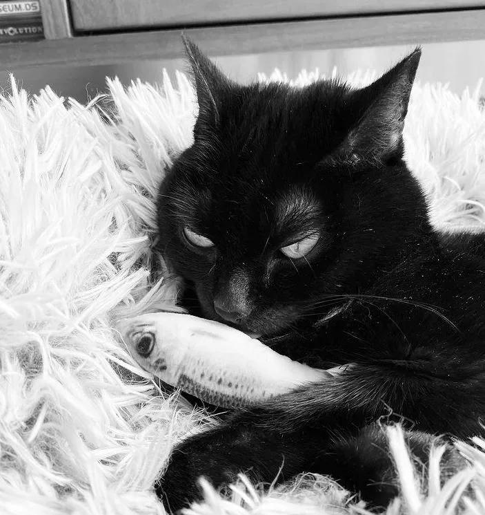 小脑发育不良的猫,猫咪小脑发育不全能治好吗