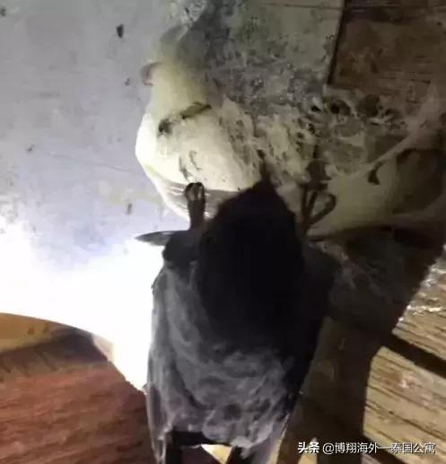 泰国燕窝比马来好些吗,印尼燕窝和马来西亚燕窝区别