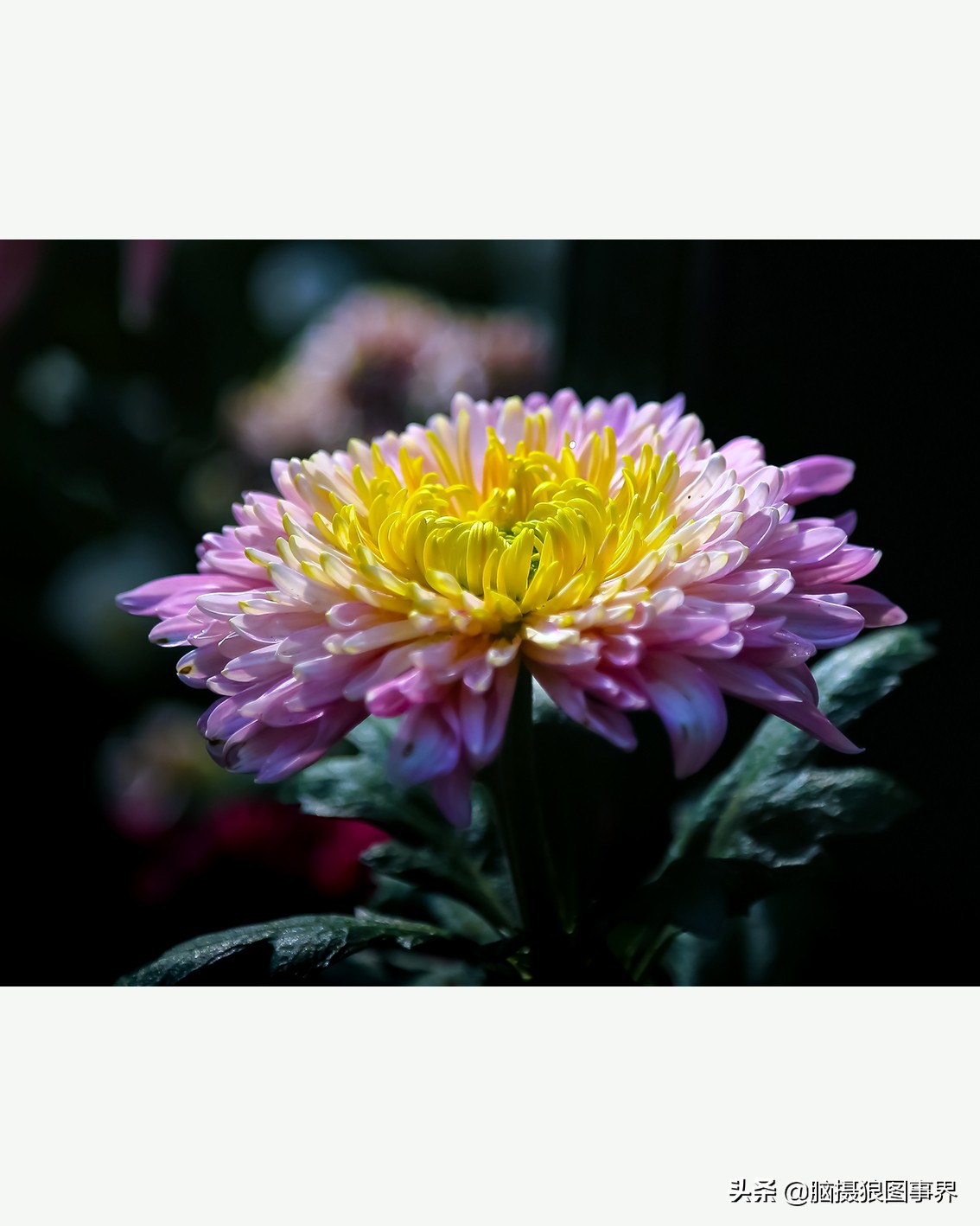 花海如何给花拍照好看,大面积的花怎样拍出花海的感觉