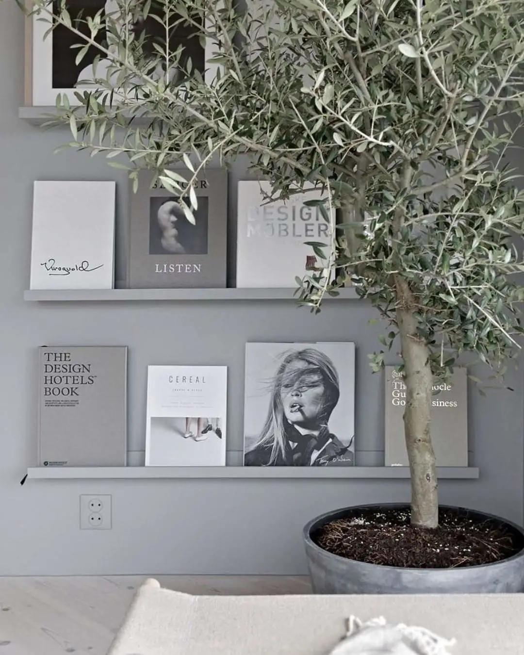 网红必备的高颜值绿植,ins风的网红绿植