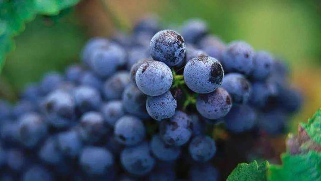 品丽珠赤霞珠,品丽珠代表酒水