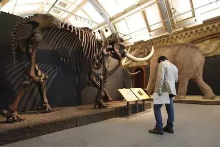 猛犸牙时间久了纹路没了 (猛犸牙时间久了会怎样)