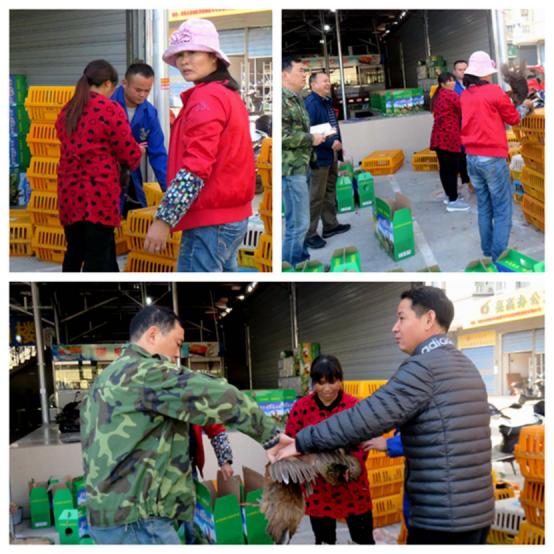 龙胜凤鸡竟“飞”入海鲜市场,“高规格”背后大有文章