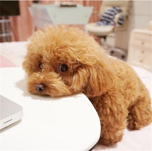 电子项圈制止泰迪吠叫,泰迪乱叫什么原因