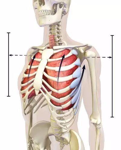 舒缓胸椎瑜伽体式,瑜伽体式胸椎是稳定还是灵活