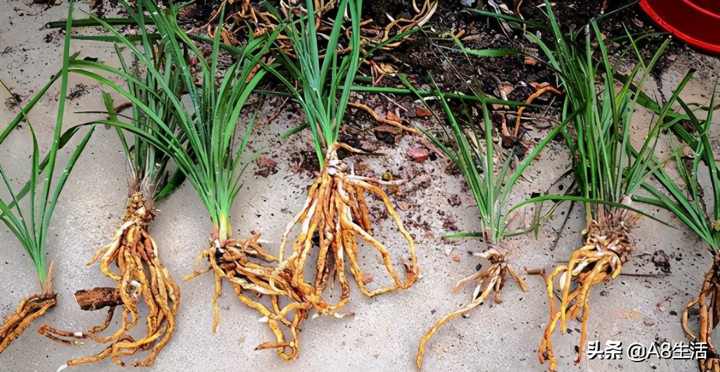 中国兰花名品录,春兰兰花名品大全