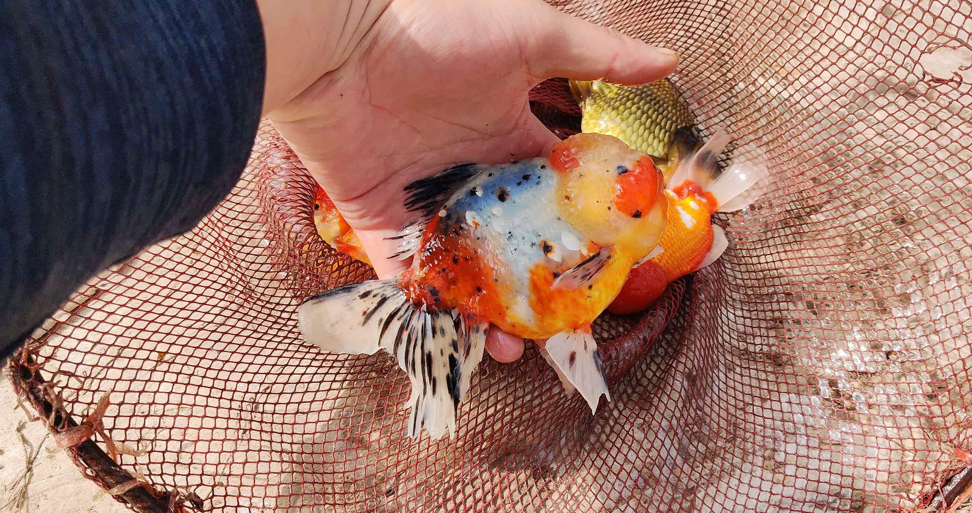 如何在鱼店买到健康的好鱼,鱼进货怎么挑才好