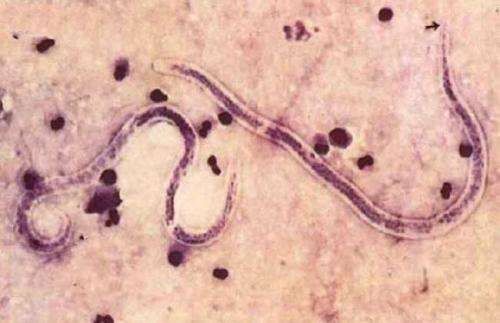 猫拉稀呕吐吃什么药,猫拉稀会导致死亡吗