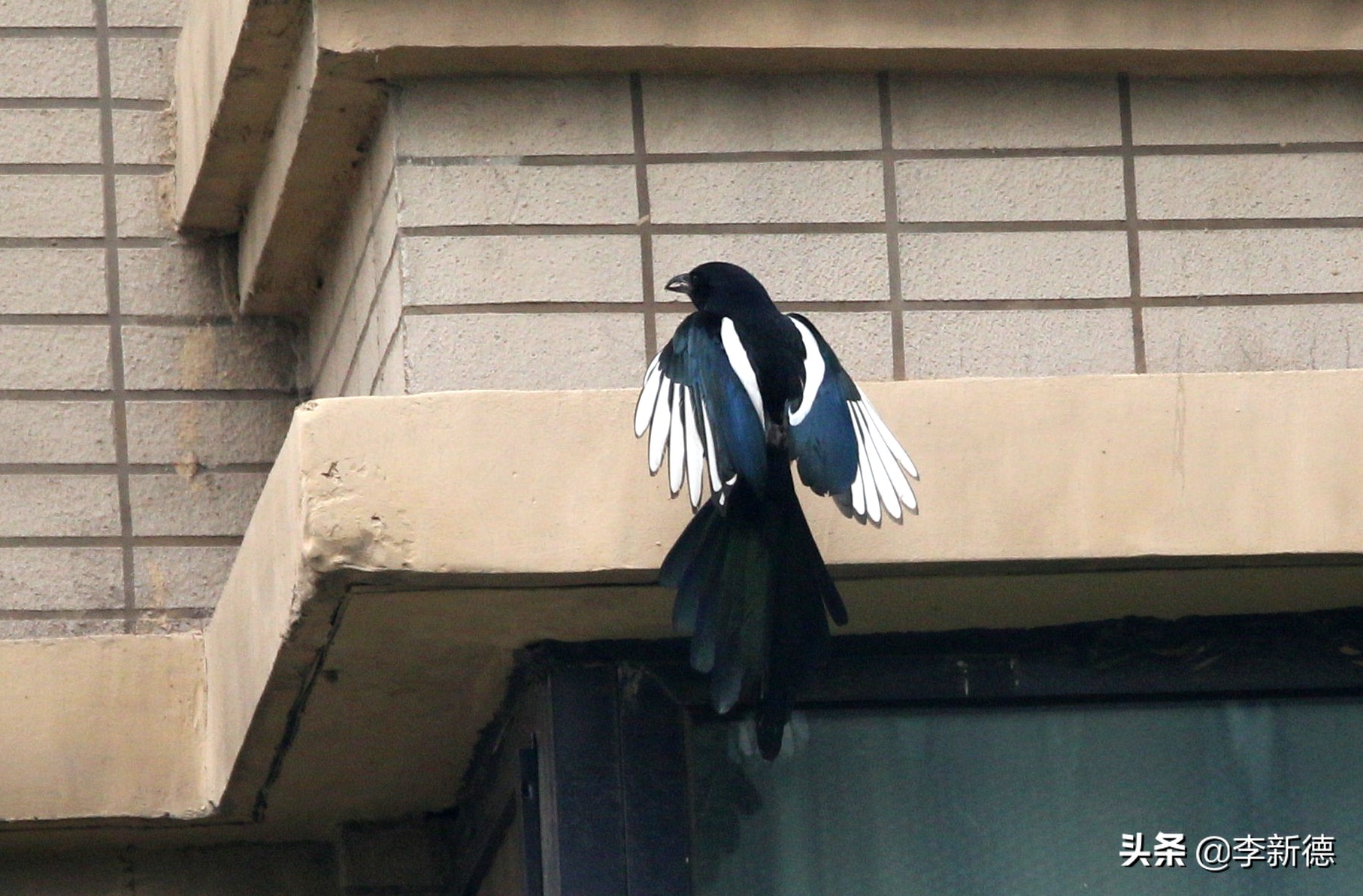 适马150佳能5d3能用吗,佳能5d3能不能用适马85f1.4a镜头