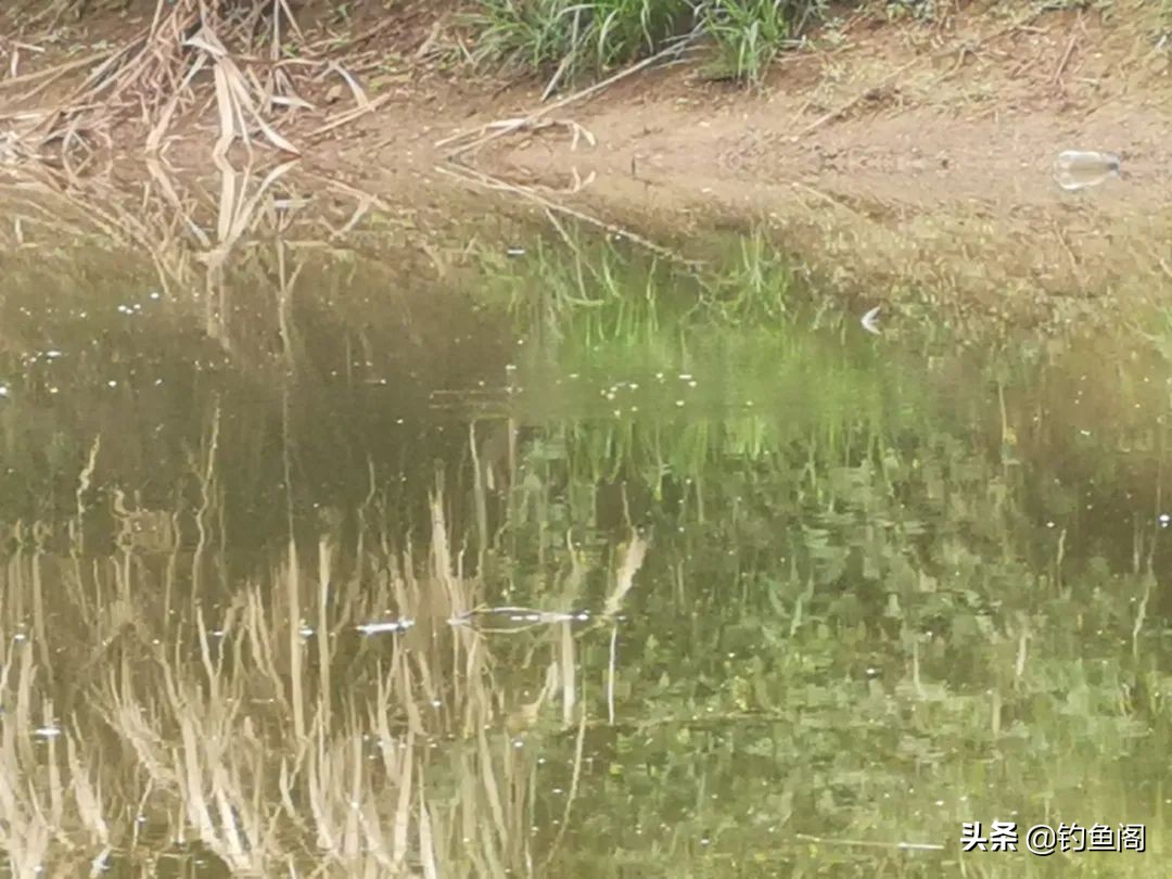 防止白条闹窝奇招,把白条锁定了就没事了