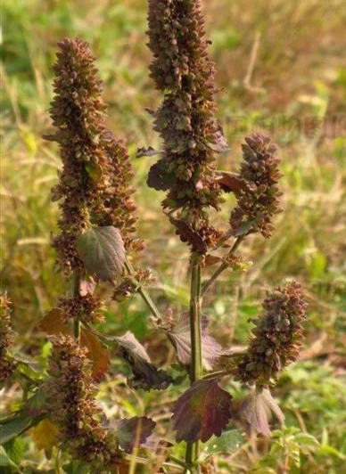 能够防风的植物有什么特点,防风植物长什么样子