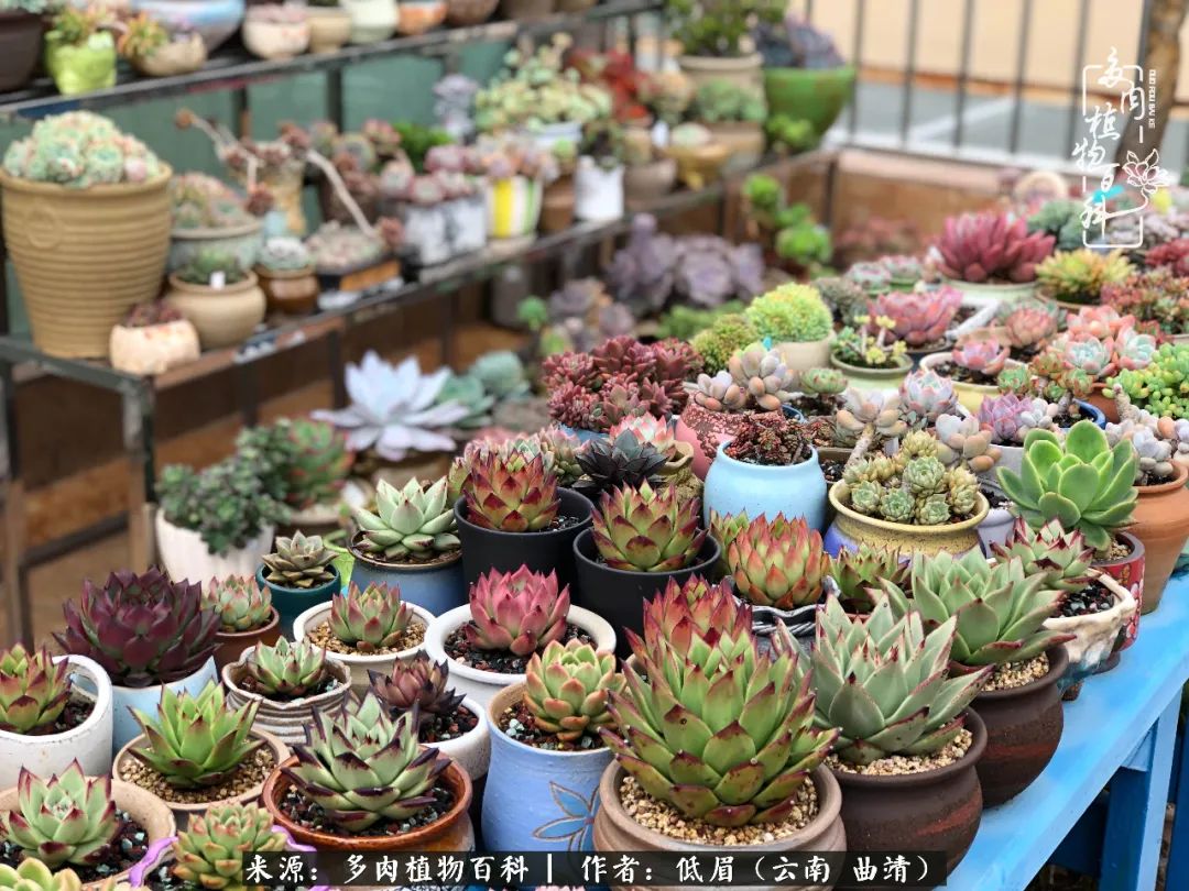 多肉怎么养度夏,多肉怎么养之度夏篇